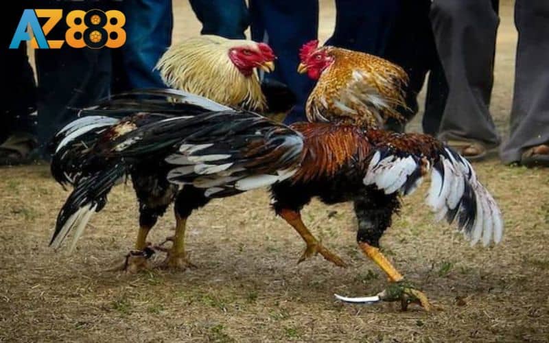 Đá gà cựa dao tại AZ888 là dự đoán chiến kê giành chiến thắng Đá gà cựa dao tại AZ888 là dự đoán chiến kê giành chiến thắng