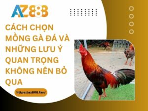 Cách chọn mồng gà đá