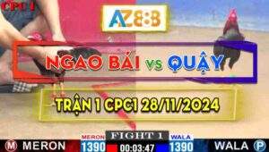 Trận 1 CPC1 28/11/2024 - Gà Cup Của Anh Quậy Đâm Cựa Quá Dã Man