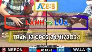 Trận 12 CPC2 24/11/2024 - Gà Anh Lúa Đá Gà Anh Lành Té Chết Tại Chỗ