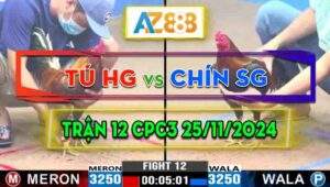 Trận 12 CPC3 25/11/2024﻿ - Gà Anh Chín Sài Gòn Lì Đòn Còn Tải Cựa Tốt