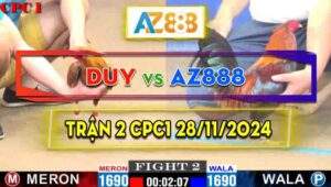 Trận 2 CPC1 28/11/2024 - Gà Điều Của AZ888 Đá 1 Đòn Chí Mạng