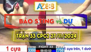 Trận 33 CPC2 27/11/2024 - Gà Anh Bảo Sting Chấp 1 Cựa Mà Đâm Thôi Rồi