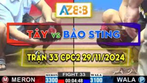 Trận 33 CPC2 29/11/2024 - Gà Cọp Bảo Sting Đá Cựa Đâm Thấy Ớn Lạnh