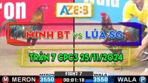 Trận 7 CPC3 25/11/2024 - Gà Anh Lúa Sài Gòn Đá Đòn Quá Cựa Quá Độc