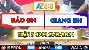 Trận 3 CPC3 21/12/2024 - Gà Giang Đức Hòa Đá Đâm Như Sát Thủ