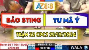 Trận 32 CPC2 22/12/2024 - Gà Điều Bảo Sting Chồng Độ Đá Quá Dã Man