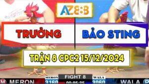 Trận 8 CPC2 15/12/2024 - Gà Bảo Sting Đá Đòn Cựa Quá Cay Nghiệt