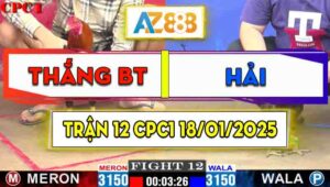 Trận 12 CPC1 18/01/2025 - Gà Bảo Sting Đá Canh Chặn Quá Hay