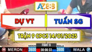 Trận 9 CPC3 14/01/2025 - Gà Anh Dự Vũng Tàu Đá Nhanh Như 1 Cơn Gió