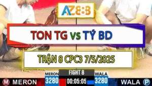 Trận 8 CPC3 7/5/2025 - Gà Úa Anh Tý Đá Bát 1 Điều Bông Anh Ton Quẹo Cổ